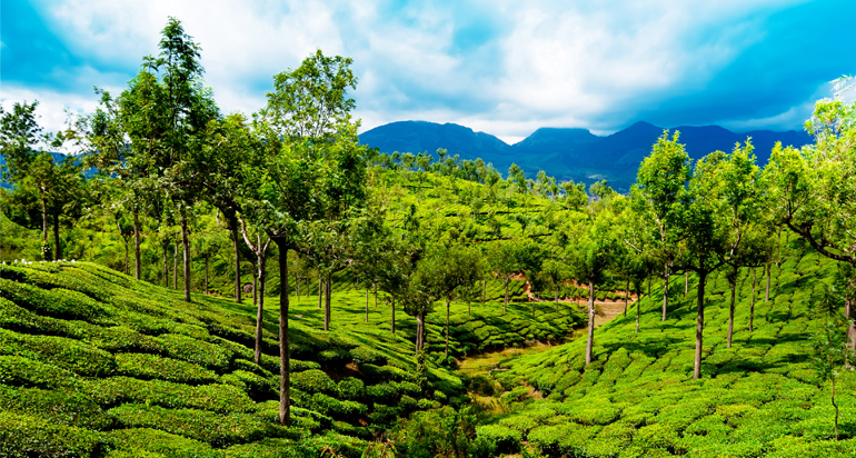 The Elephant Court five star resort hotel in Thekkady